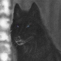 blackwolf_silverpaw.jpg